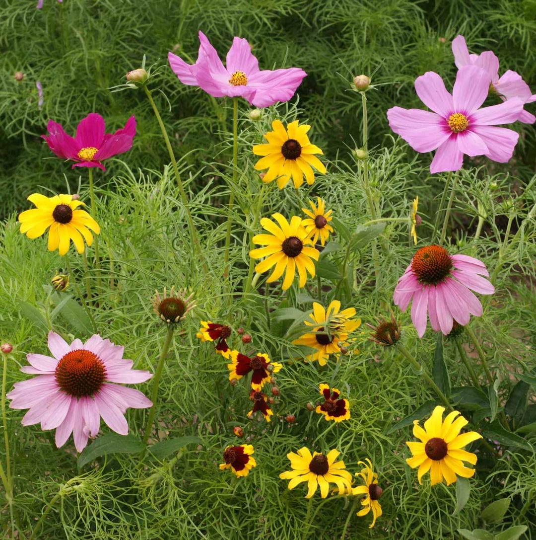 Butterfly Habitat Flower Garden