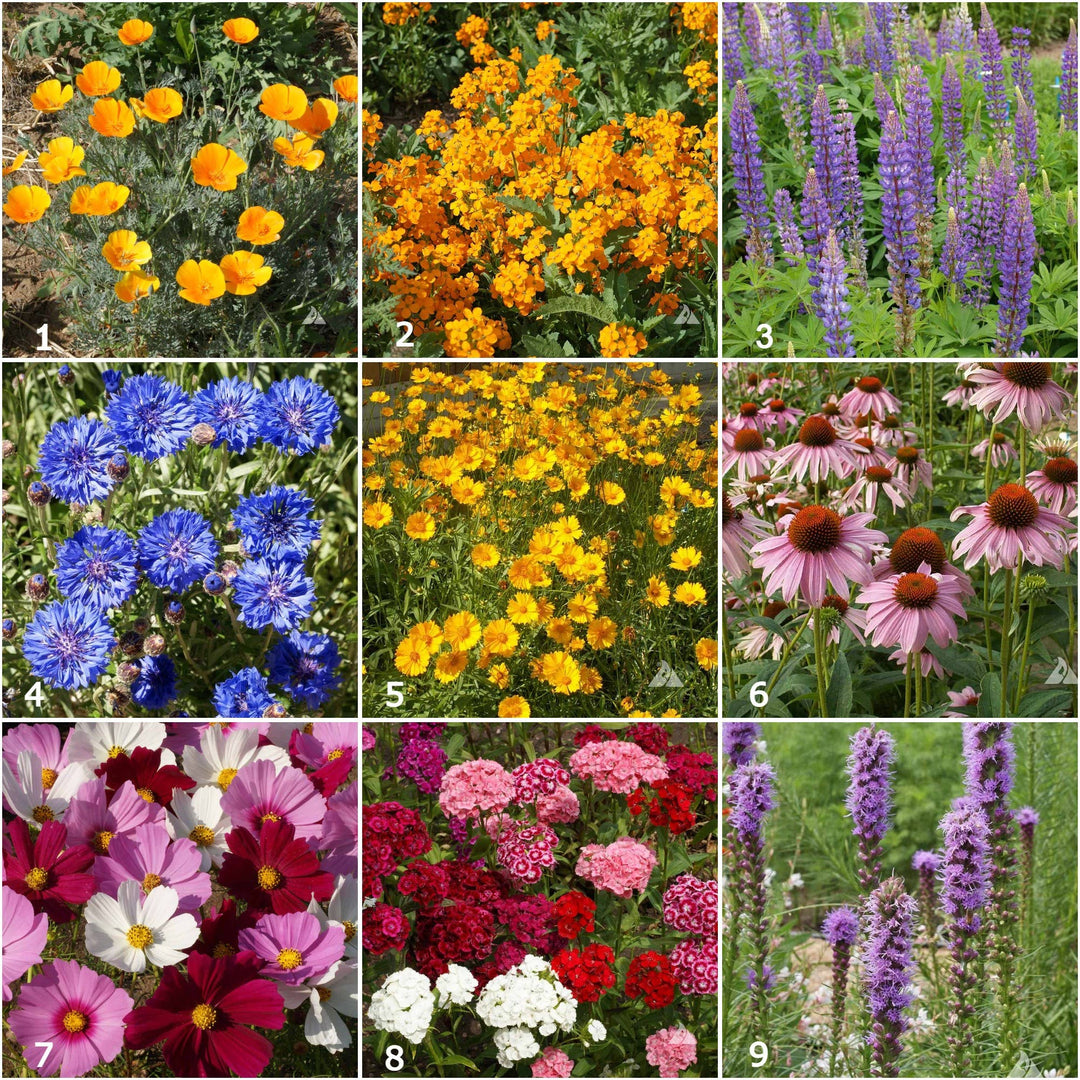 Butterfly Habitat Flower Garden