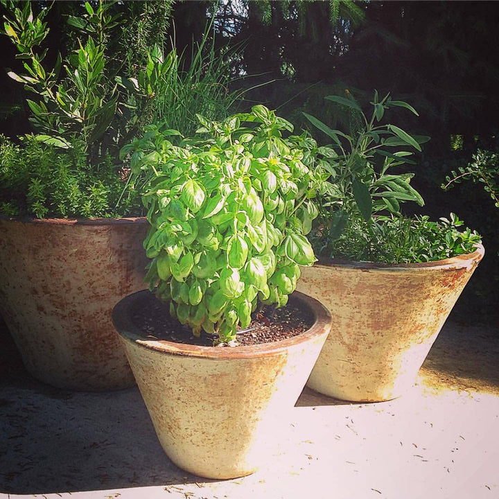 Garden Maker Culinary Herbs