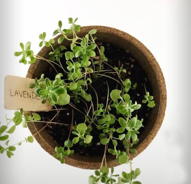 Pocket Garden | Herbal Tea