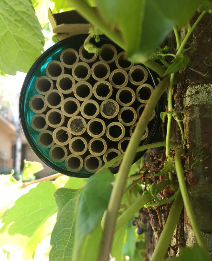 Native Bee House