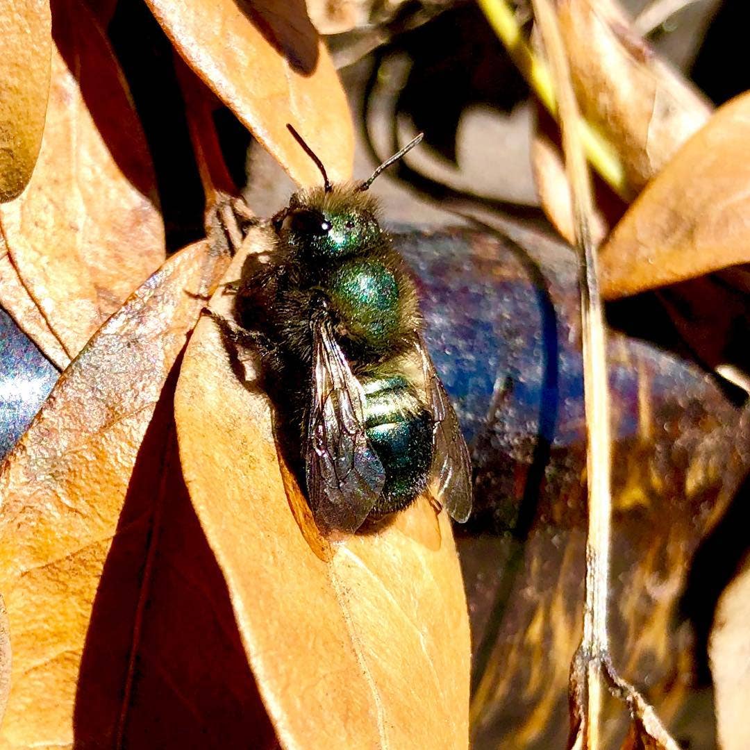 Native Bee House