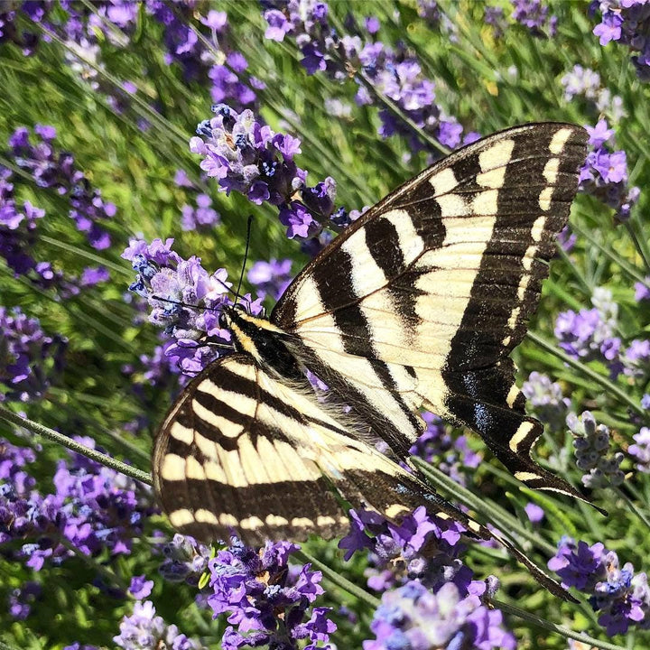 Butterfly Habitat Flower Garden