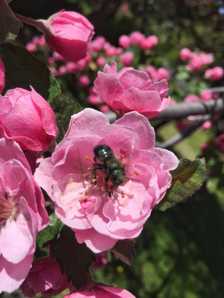 Native Bee House