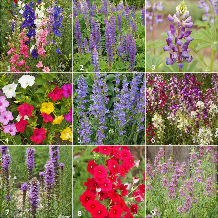 Hummingbird Garden Sprinkles