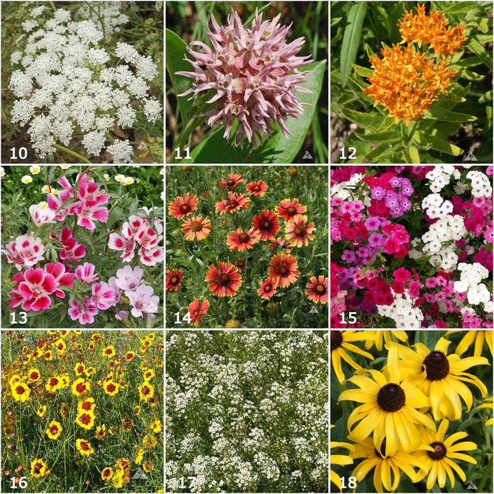 Butterfly Scatter Garden