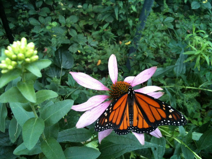 Butterfly Scatter Garden