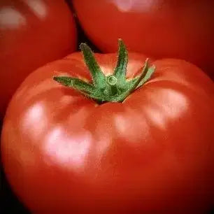 Garden Maker Farmer’s Market