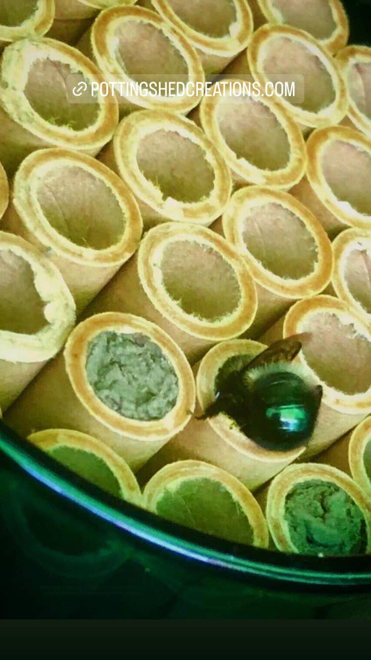 Native Bee House